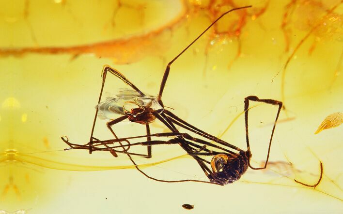 Detailed Fossil Daddy Long-Leg (Phalangidae) & Web in Baltic Amber #362694